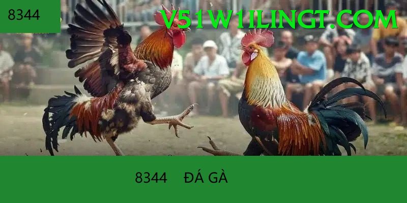 Đá Gà Trực Tiếp - Trải nghiệm tuyệt vời